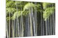Premium Photographic Print