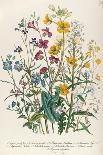 Loudon Florals IV-Jane W. Loudon-Framed Art Print