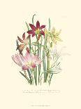 Lily Garden IV-Jane W^ Loudon-Art Print