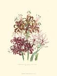 Loudon Florals IV-Jane W. Loudon-Art Print