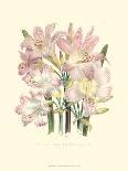 Lily Garden III-Jane W^ Loudon-Framed Art Print