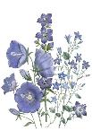 Lily Garden IV-Jane W^ Loudon-Art Print