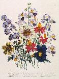 Lily Garden III-Jane W^ Loudon-Art Print