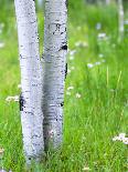 Aspen Trees and Wildflowers, Lake City, Colorado, USA-Janell Davidson-Photographic Print