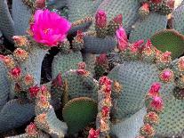 Cactus, Joshua Tree National Park, California, USA-Janell Davidson-Premier Image Canvas