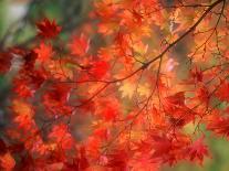 Fall Maple Leaves-Janell Davidson-Photographic Print