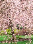 Flowering Cherry Tree, Seattle Arboretum, Washington, USA-Janell Davidson-Premier Image Canvas