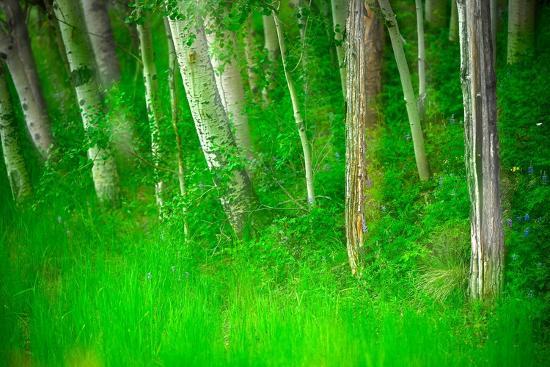 Photographic Print, , large