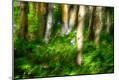 Photographic Print