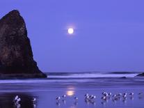 Full Moon and Seagulls at Sunrise, Cannon Beach, Oregon, USA-Janell Davidson-Photographic Print