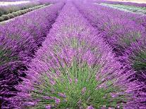 Lavender Field, Sequim, Washington, USA-Janell Davidson-Photographic Print