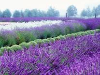 Lavender Field, Sequim, Washington, USA-Janell Davidson-Photographic Print