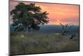 Photographic Print