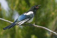 Bozeman, Montana, USA. Black-billed magpie vocalizing.-Janet Horton-Photographic Print