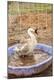 Premium Photographic Print