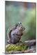 Photographic Print