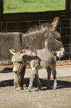 Fall City, WA. Affectionate mother and foal Mediterranean Miniature Donkey.-Janet Horton-Photographic Print