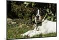 Photographic Print