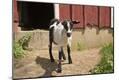 Photographic Print