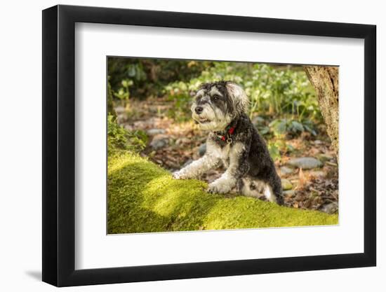 Photographic Print, , large