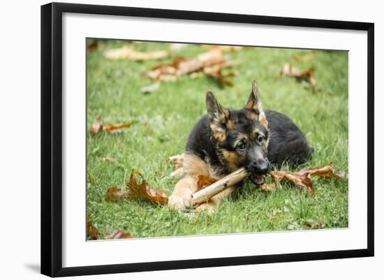Photographic Print, , large