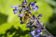 Issaquah, Washington State, USA. Honeybee pollinating a Walker's Low catnip (Nepeta Walker's Low)-Janet Horton-Photographic Print