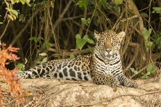 Pantanal, Mato Grosso, Brazil. Jaguar resting on a riverbank.-Janet Horton-Photographic Print