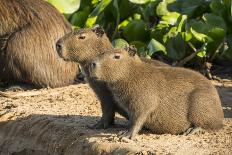 Pantanal, Mato Grosso, Brazil. Portrait of two young Capybaras sitting along the riverbank-Janet Horton-Photographic Print