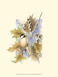 Chickadee in White Pine-Janet Mandel-Art Print