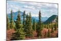 Photographic Print