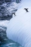 Antarctica. Adelie Penguins Jump of an Iceberg-Janet Muir-Photographic Print