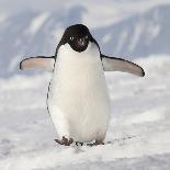 Antarctica. Adelie Penguins Jump of an Iceberg-Janet Muir-Photographic Print