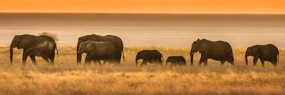 Etosha NP, Namibia, Africa. Elephants Walk in a Line at Sunset-Janet Muir-Photographic Print