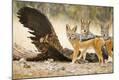 Photographic Print