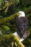 Raptor Center, Sitka, Alaska. Close-up of a Bald Eagle Sitting in Tree-Janet Muir-Photographic Print