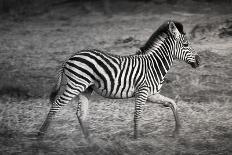 Shinde Camp, Okavango Delta, Botswana, Africa. Young Plains Zebra-Janet Muir-Photographic Print