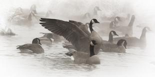 Wapiti, Wyoming. USA. Artistic shot of Canadian Geese in the mist.-Janet Muir-Photographic Print