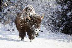 Wapiti, Wyoming. Usa. Bison Walking in the Snow-Janet Muir-Photographic Print