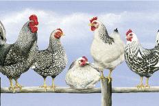 Hens, White Background-Janet Pidoux-Giclee Print