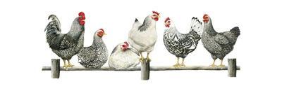 Hens, White Background-Janet Pidoux-Framed Giclee Print
