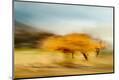Photographic Print