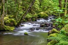 Forest And Creek 2-Janet Slater-Framed Photographic Print