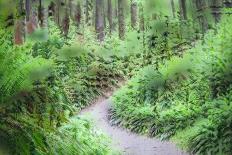 Path Through Forest  3-Janet Slater-Photographic Print