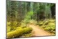 Photographic Print