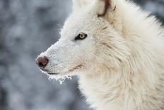 Arctic Wolf (Canis Lupus Arctos), Montana, United States of America, North America-Janette Hil-Photographic Print