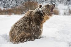 Brown Bear (Grizzly) (Ursus Arctos), Montana, United States of America, North America-Janette Hil-Framed Photographic Print