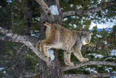 Mountain Lion (Puma) (Cougar) (Puma Concolor), Montana, United States of America, North America-Janette Hil-Photographic Print