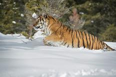 Siberian Tiger (Panthera Tigris Altaica), Montana, United States of America, North America-Janette Hil-Photographic Print