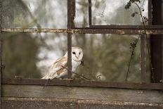 Barn Owl (Tyto Alba), Herefordshire, England, United Kingdom-Janette Hill-Photographic Print