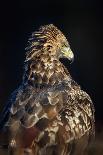 Red-Tailed Hawk (Buteo Jamaicensis), Bird of Prey, England, United Kingdom-Janette Hill-Photographic Print